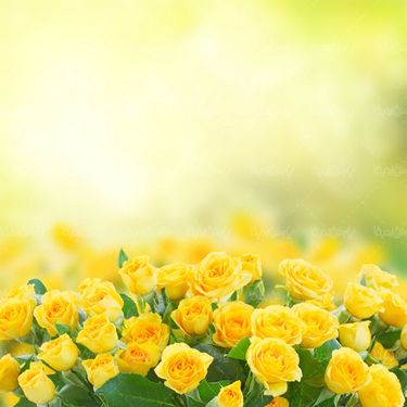 گلفروشی گالری گل و گیاه غنچه گل