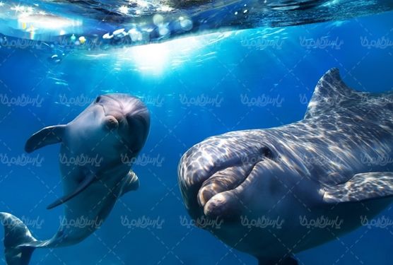 دلفین پارک آبی آکواریوم منظره زیر آب
