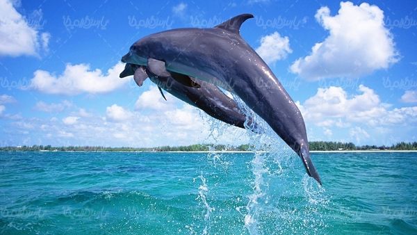 دلفین پارک آبی آکواریوم منظره زیر آب