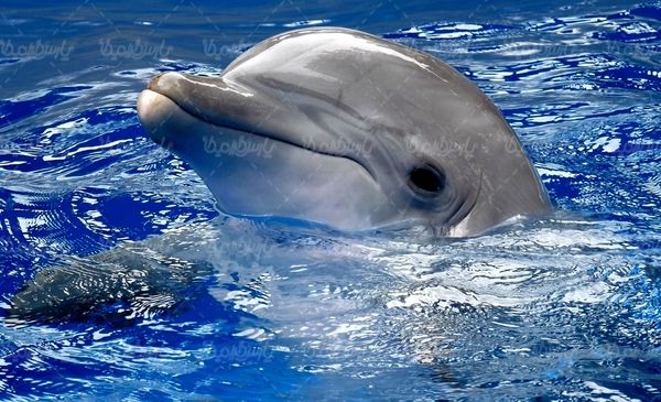 دلفین پارک آبی آکواریوم منظره زیر آب