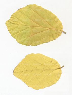 برگ زرد پاییزی برگ درخت فصل پاییز