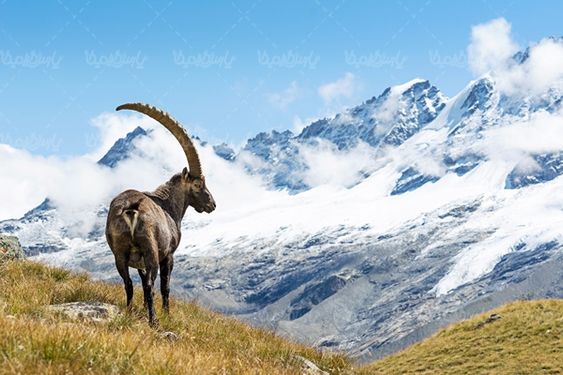 کوهستان قله برف منظره چشم انداز زمستان