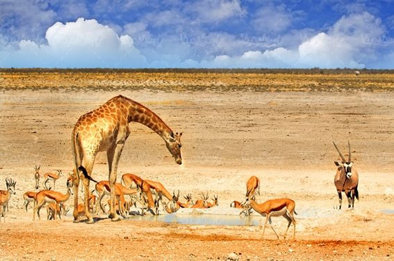 حیات وحش باغ وحش حیوانات جنگل