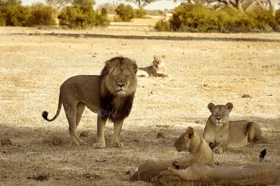 حیات وحش باغ وحش حیوانات جنگل