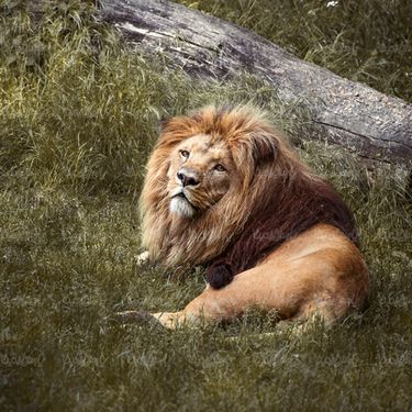 حیات وحش باغ وحش