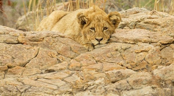 حیات وحش باغ وحش