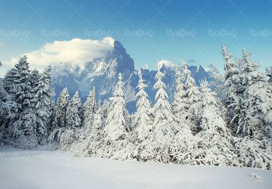منظره برف زمستان جنگل