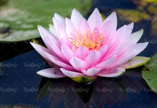 گلفروشی گالری گل و گیاه گل طبیعی