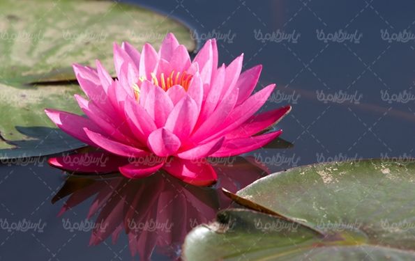 گلفروشی گالری گل و گیاه گل طبیعی
