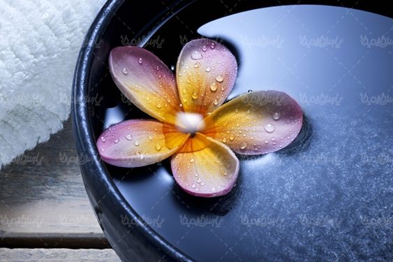 گلفروشی گالری گل و گیاه گل طبیعی