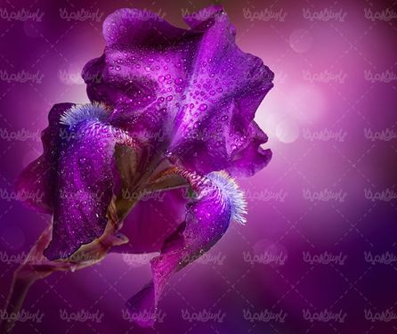 گلفروشی گالری گل و گیاه گل طبیعی