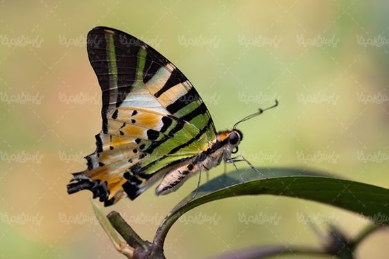 گل پروانه منظره چشم انداز طبیعت