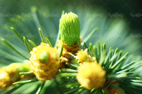 وکتور گل وکتور گل طبیعی