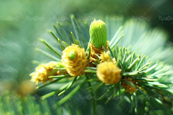 وکتور گل وکتور گل طبیعی