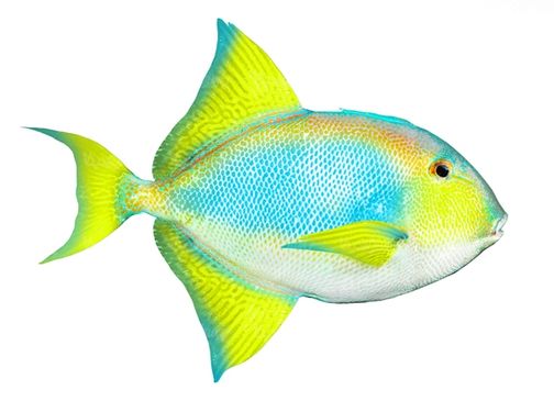 ماهی اکواریوم ماهی تزئینی