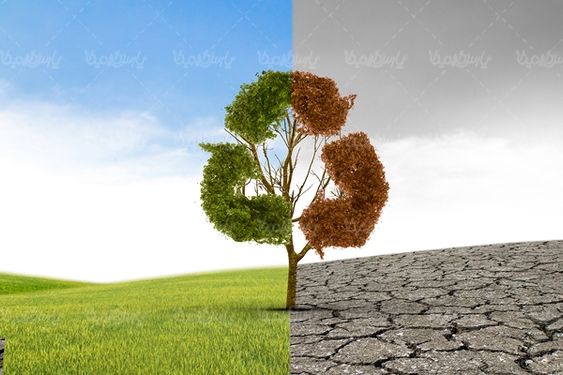 درخت سبز فضای سبز زمین ترک خرده