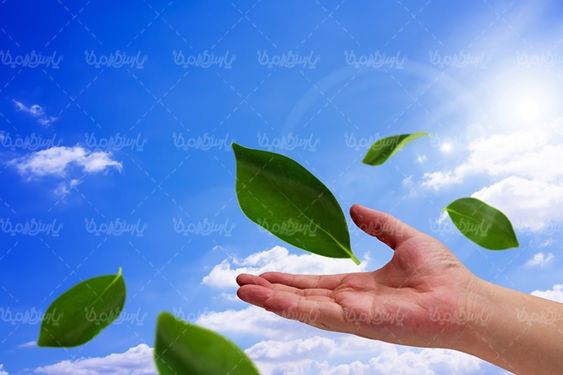 برگ درخت اکولوژی حفظ محیط زیست