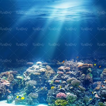 قواصی قواص  منظره زیر دریا آکواریوم