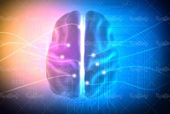 مغز مجازی brain  آناتومی مغز