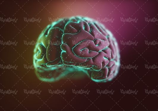 مغز مجازی brain  آناتومی مغز