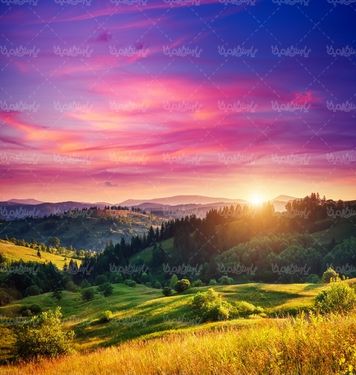 درخت طبیعت منظره طلوع خورشید