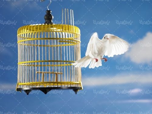 قفس پرنده پرنده فروشی