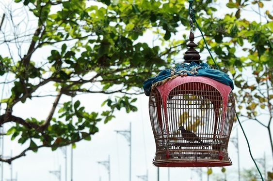 قفس پرنده پرنده فروشی