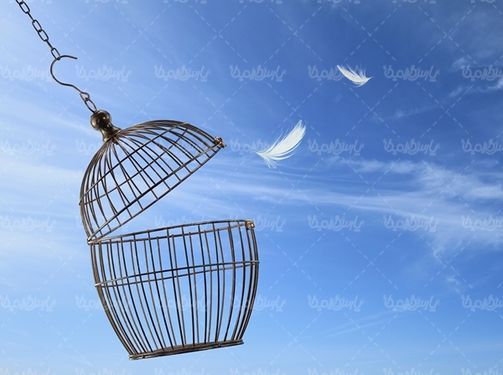 قفس پرنده پرنده فروشی