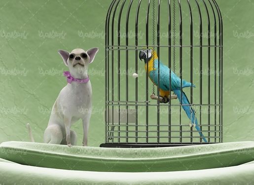 قفس پرنده پرنده فروشی