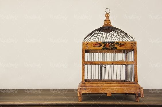 قفس پرنده پرنده فروشی