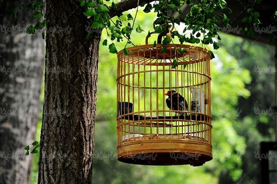 قفس پرنده پرنده فروشی