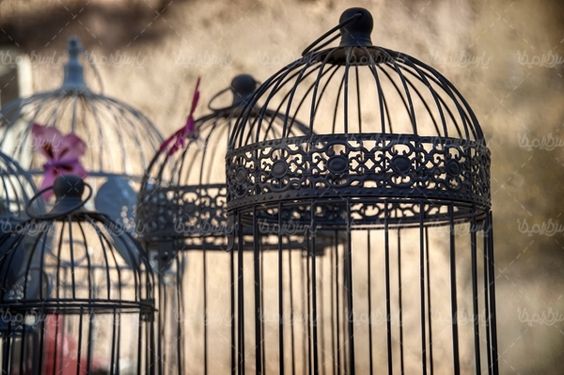 قفس پرنده پرنده فروشی