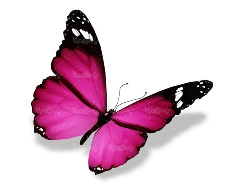 پروانه رنگی پروانه زیبا