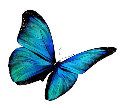 پروانه رنگی پروانه زیبا