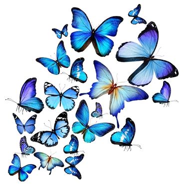 پروانه رنگی پروانه زیبا