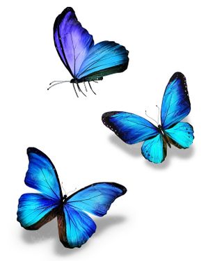 پروانه رنگی پروانه زیبا