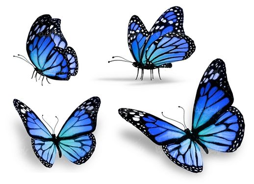 پروانه رنگی پروانه زیبا