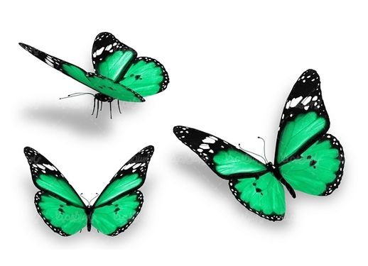 پروانه رنگی پروانه زیبا
