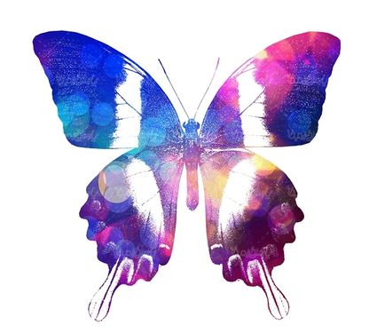 پروانه رنگی پروانه زیبا