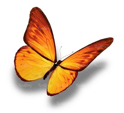 پروانه رنگی  butterfly پروانه زیبا