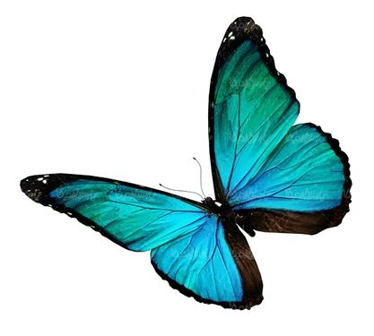 پروانه رنگی  butterfly پروانه زیبا