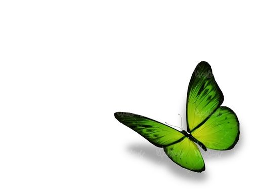پروانه رنگی  butterfly پروانه زیبا