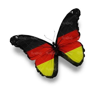 پروانه رنگی  butterfly پروانه زیبا