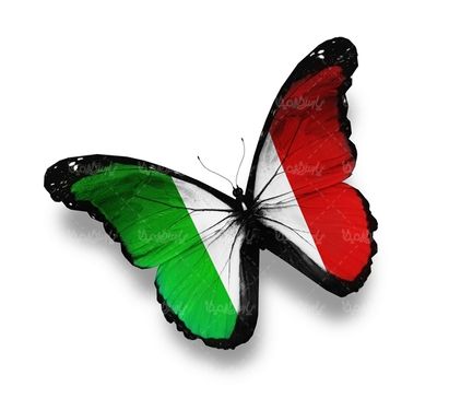 پروانه رنگی  butterfly پروانه زیبا