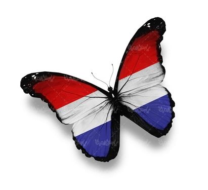پروانه رنگی  butterfly پروانه زیبا