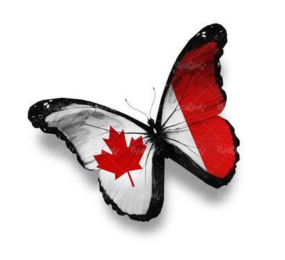 پروانه رنگی  butterfly پروانه زیبا