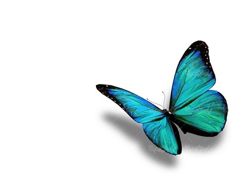 پروانه رنگی  butterfly پروانه زیبا