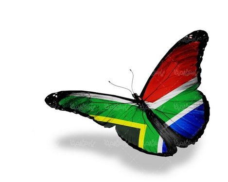پروانه رنگی  butterfly پروانه زیبا