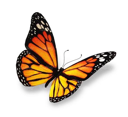 پروانه رنگی  butterfly پروانه زیبا
