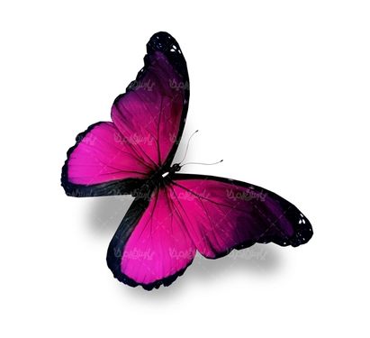 پروانه رنگی  butterfly پروانه زیبا